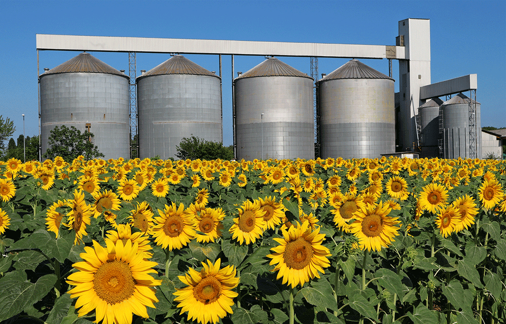 Sunflower Oil Refining Process Explained